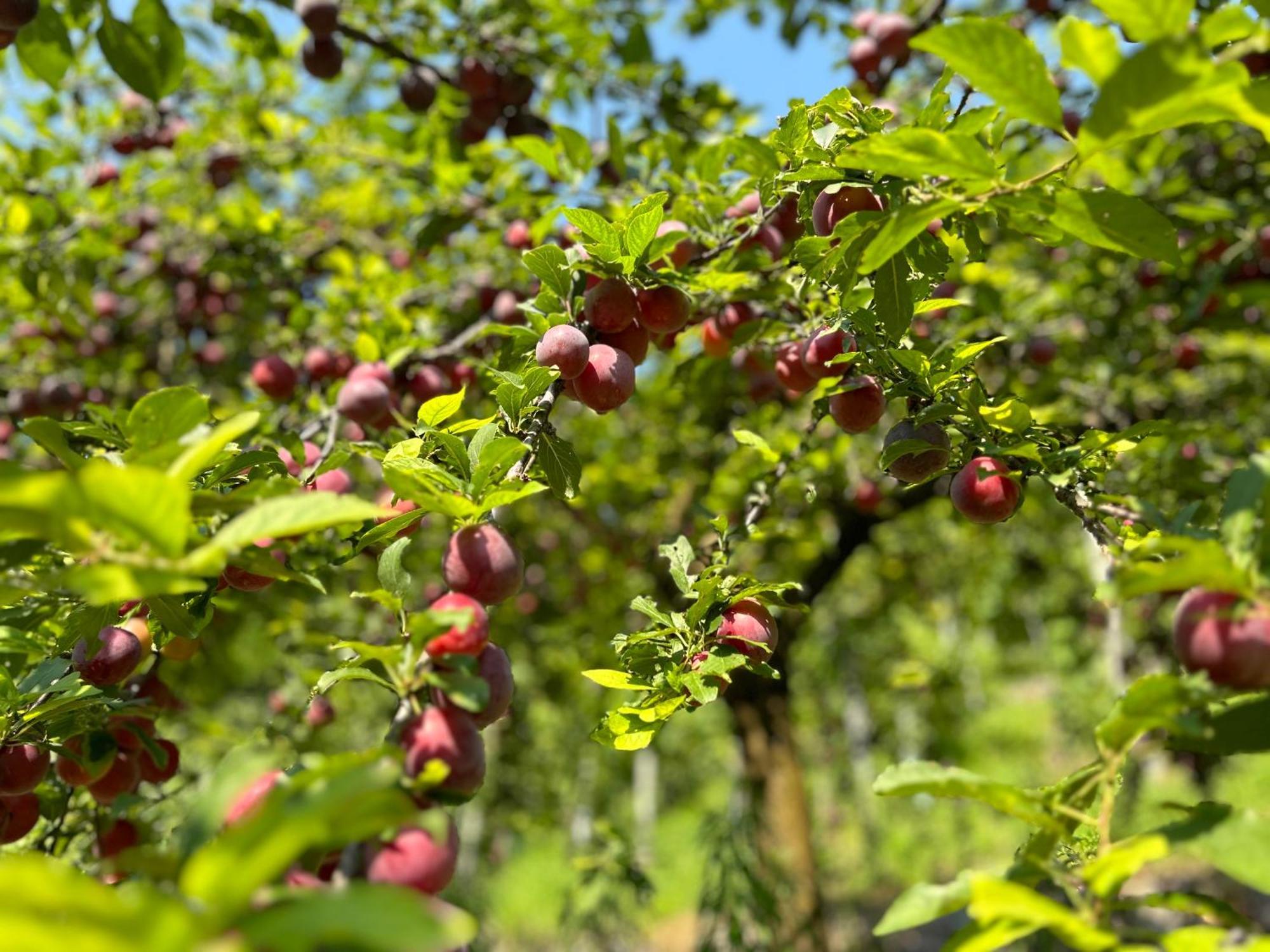 Agriturismo Valfraja Cembra Lisignago Dış mekan fotoğraf