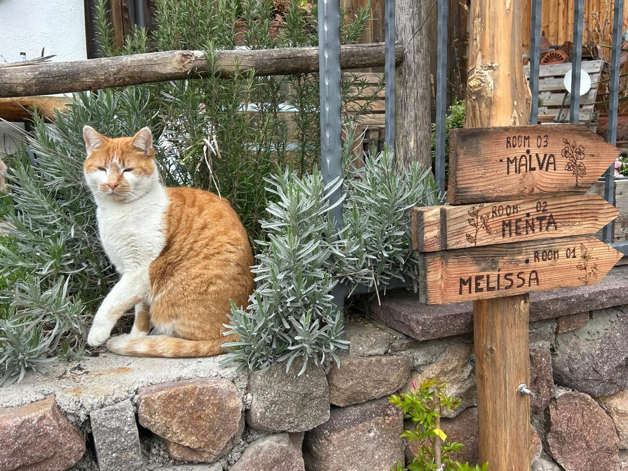 Agriturismo Valfraja Cembra Lisignago Dış mekan fotoğraf